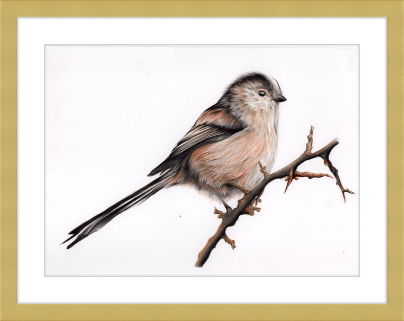 Laura the Long Tailed Tit